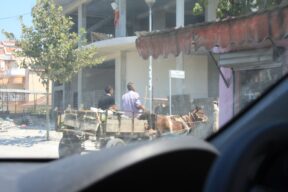 Donkey and cart on the Albanian roads